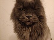 Toupie qui fait un clin d'oeil