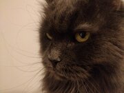 Toupie qui regarde au loin