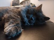 Toupie qui se repose