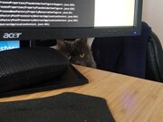 Toupie en mode furtif